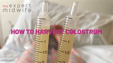 when does colostrum start leaking|Colostrum Harvesting: How It Works, What To Do